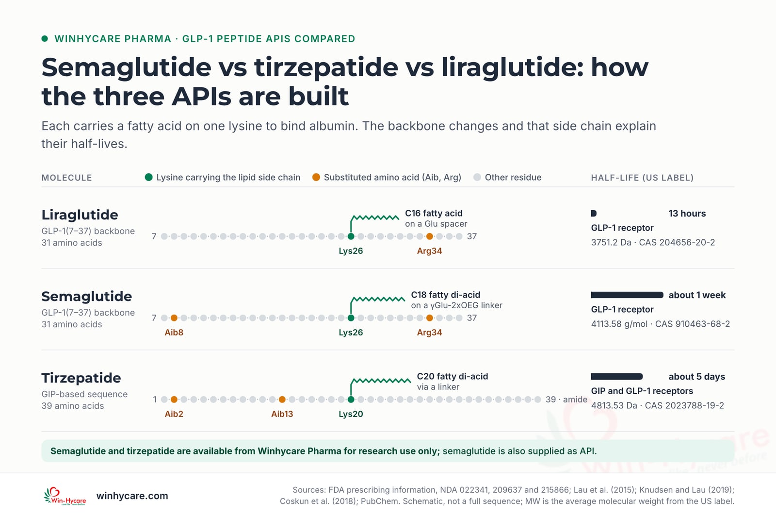 Schematic of the three peptide backbones: liraglutide is 31 amino acids with Arg34 and a C16 fatty acid at Lys26, half-life 13 hours, 3751.2 Da; semaglutide is 31 amino acids with Aib8, Arg34 and a C18 fatty di-acid at Lys26, half-life about 1 week, 4113.58 g/mol; tirzepatide is 39 amino acids with Aib2, Aib13 and a C20 fatty di-acid at Lys20, half-life about 5 days, 4813.53 Da, acting on GIP and GLP-1 receptors. Semaglutide and tirzepatide are available from Winhycare Pharma for research use only; semaglutide is also supplied as API