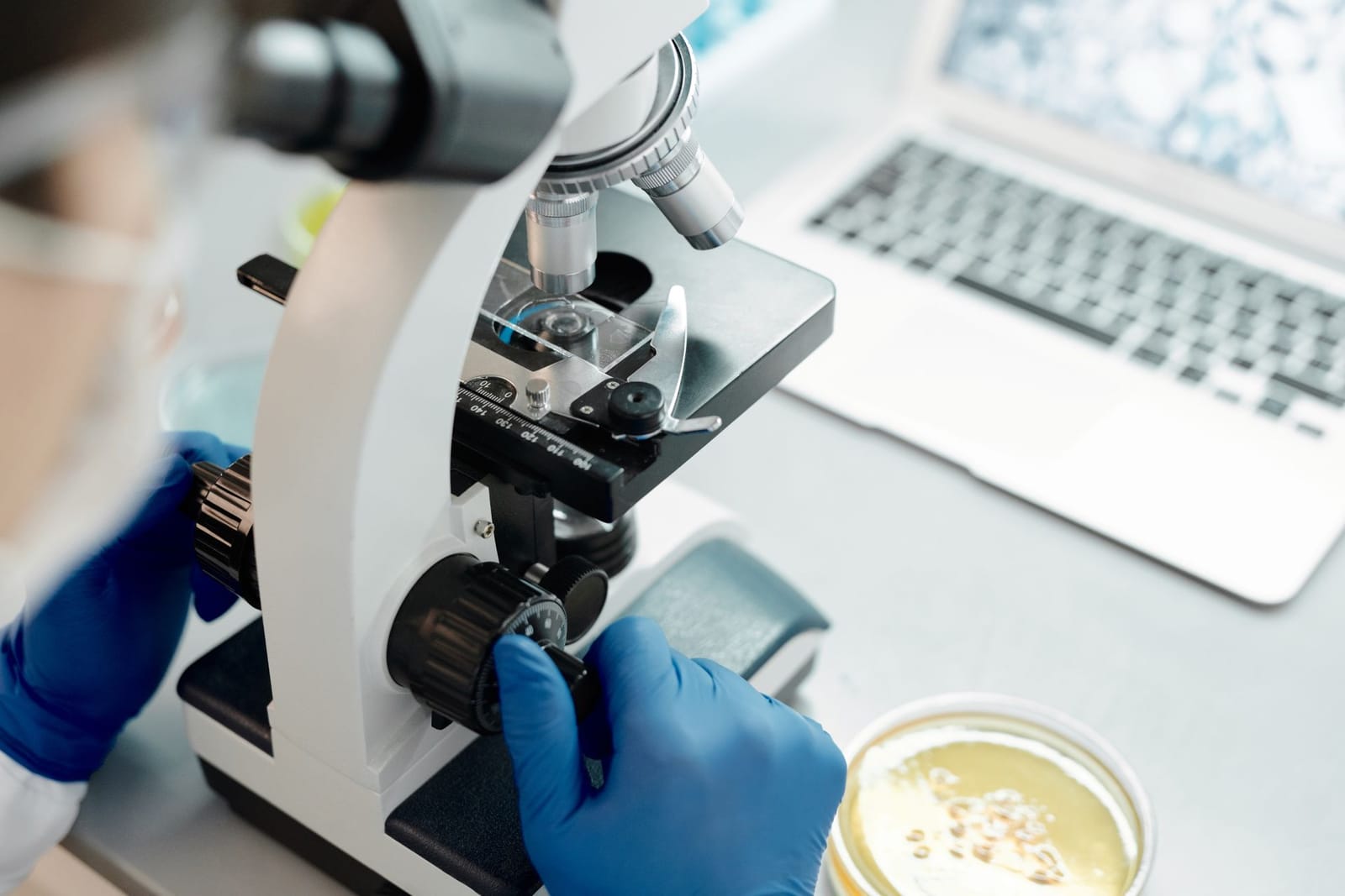 Gloved hands focusing a laboratory microscope beside a petri dish